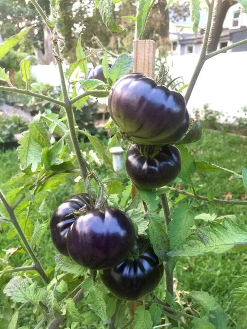 Sherwoods Seeds Black Beauty Beefsteak Heirloom Tomato Premium Seeds for Planting Packet