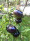 Sherwoods Seeds Black Beauty Beefsteak Heirloom Tomato Premium Seeds for Planting Packet