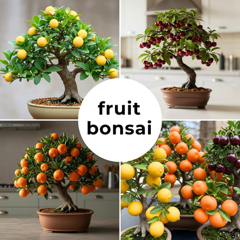 150+ 50+ /50+ /50+ (3 Packs) Dwarf Bonsai Fruit Tree Seeds for Planting, Lemon Tree Seeds Cherry Tree Seeds Orange Tree