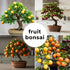 150+ 50+ /50+ /50+ (3 Packs) Dwarf Bonsai Fruit Tree Seeds for Planting, Lemon Tree Seeds Cherry Tree Seeds Orange Tree