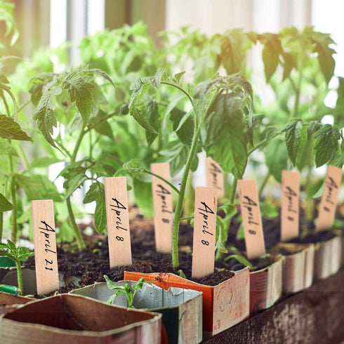 Whaline 100Pcs Wooden Plant Labels, Pointed Wooden Garden Markers with 2 Marker Pen for Seed Potted Plants