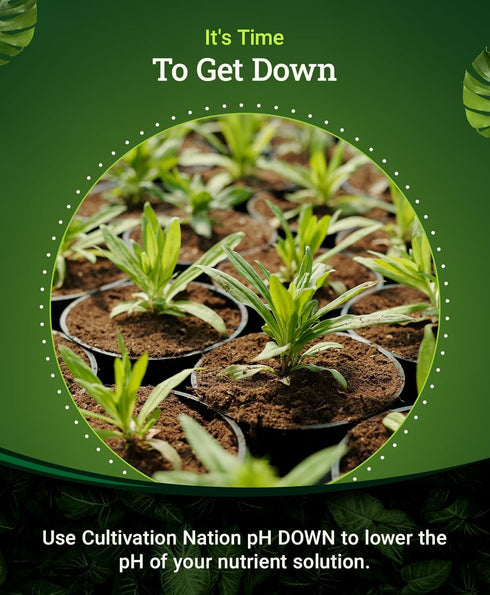 1 FoxFarm Cultivation Nation pH Down for Plants Nutrient Solutions - Formulated with Citric Acid for Adjustment - Ideal