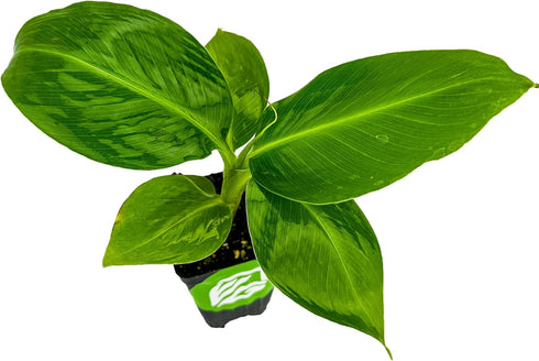 Truly Tiny Banana Live Plant - Musa 'Truly Tiny' by Wellspring Gardens