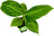 Truly Tiny Banana Live Plant - Musa 'Truly Tiny' by Wellspring Gardens