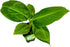 Truly Tiny Banana Live Plant - Musa 'Truly Tiny' by Wellspring Gardens