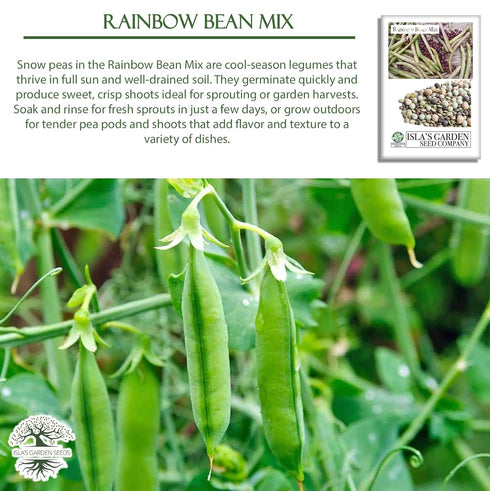 40+ Packet, Rainbow Bean Mix Sprouting Seeds, Adzuki, Garbanzo, Green Pea, & Lentil, Heirloom Seeds in Mixture Per Non
