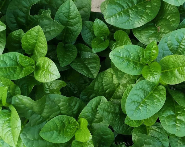 Generic 120+ Malabar Spinach Seeds for Planting