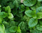 Generic 120+ Malabar Spinach Seeds for Planting