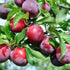150+ Tropical Beach Plum Fruit Tree Seeds for Planting Outdoor- Non-GMO Heirloom Prunus Maritima Growing Your Own