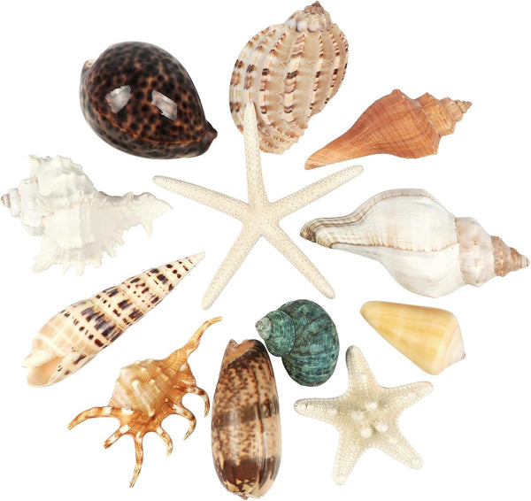 12 PCS Large Mixed Seashells and Ocean Natural Starfish, Colorful Sea Shells Up to 6.5 Inch for Decor DIY Crafts