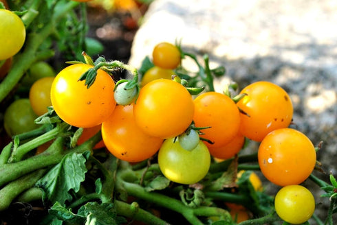 50+ Yellow Balcony Tomato Seeds Seeds for Planting Indoors and Outdoors