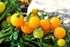 50+ Yellow Balcony Tomato Seeds Seeds for Planting Indoors and Outdoors