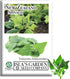 New Zealand Spinach Seeds for Planting, 100+ Heirloom Seeds Per Packet, (Isla's