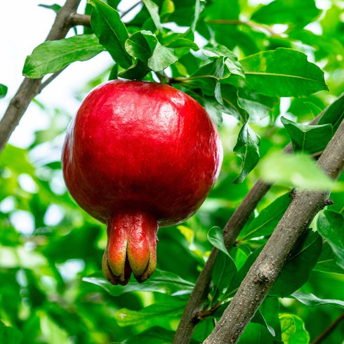 1 Russian Pomegranate in a Gal. Grower's Pot | Cold Hardy Drought Tolerant | Yields Large Delicious Fruit | Real Dwarf