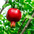 1 Russian Pomegranate in a Gal. Grower's Pot | Cold Hardy Drought Tolerant | Yields Large Delicious Fruit | Real Dwarf