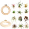 LNBNIEW 12 Pack Air Plant Holder Magnet Wooden Air Plant Display Stand Small