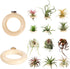 LNBNIEW 12 Pack Air Plant Holder Magnet Wooden Air Plant Display Stand Small