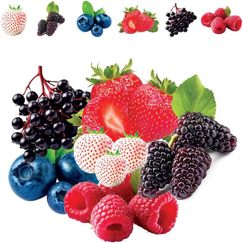 Mulberry. 100 Packaged Fruit Garden Seeds Kit for Growing - Elderberry, Blueberry, Red Strawberry, White Strawberry