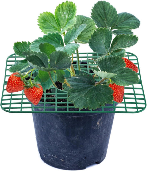 20 Pack 4 Pumtus Square Strawberry Supports, Strawberry Growing Rack with Sturdy Legs, Plastic Strawberry Plant Stand