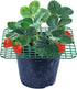 20 Pack 4 Pumtus Square Strawberry Supports, Strawberry Growing Rack with Sturdy Legs, Plastic Strawberry Plant Stand