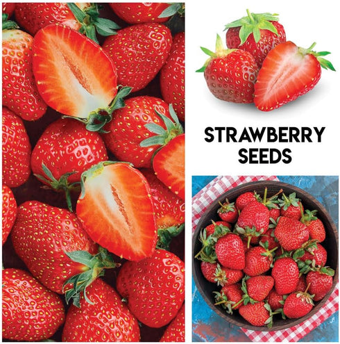 Mulberry. 100 Packaged Fruit Garden Seeds Kit for Growing - Elderberry, Blueberry, Red Strawberry, White Strawberry
