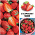 Mulberry. 100 Packaged Fruit Garden Seeds Kit for Growing - Elderberry, Blueberry, Red Strawberry, White Strawberry