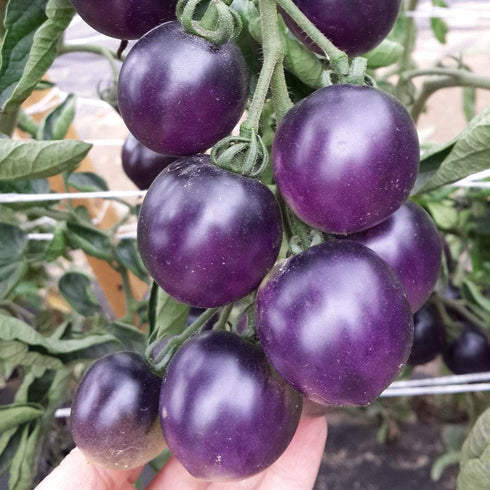 Fertile Ukraine Seeds Seeds Rare Tomato Indigo Rose American Blue Medium Vegetable for Planting Heirloom Non GMO