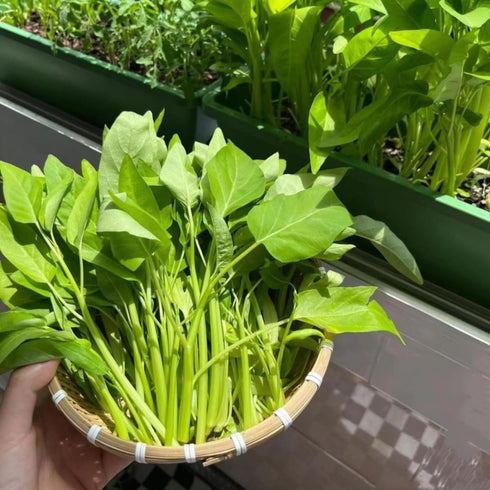 1200+ Kong Xin CAI Vegetable Seeds Water Spinach Kangkong Delicious Vegetable Seeds for Green Leaf Planting Garden