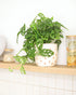 (4" Monstera Adansonii 'Swiss Cheese' Minimalist Pot w. Saucer) - Air-Purifying Houseplant with White Flowers - Live