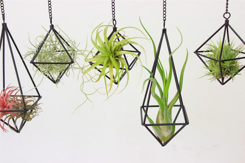SZRUIZFZ Himmeli (6Pcs) Black Metal Air Plant Hanger, Tillandsia Air Plants Holders Unique, Modern Air Fern Display
