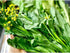 Generic 2000+ Seeds Brassica Juncea Choy Sum Mustard Yu Choy Sum Seeds, USA Chinese Broccoli Scallion Chive Asian