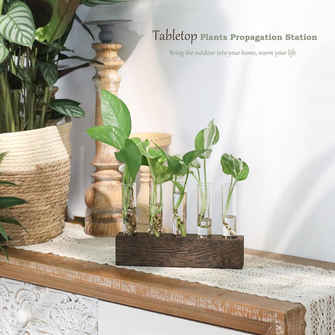 (5 KAXYEW Desktop Glass Plant Propagation Station Test Tube Plant Terrarium in Wooden Stand for Hydroponic Plants