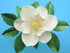 Southern Magnolia Leaf Cutter Set (Set of 2 Sizes)
