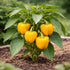 Sunutri Seeds Sweet Bell Pepper Seeds Collection Red Yellow Orange Green Bell Peppers Vegetable Seeds for Home Garden