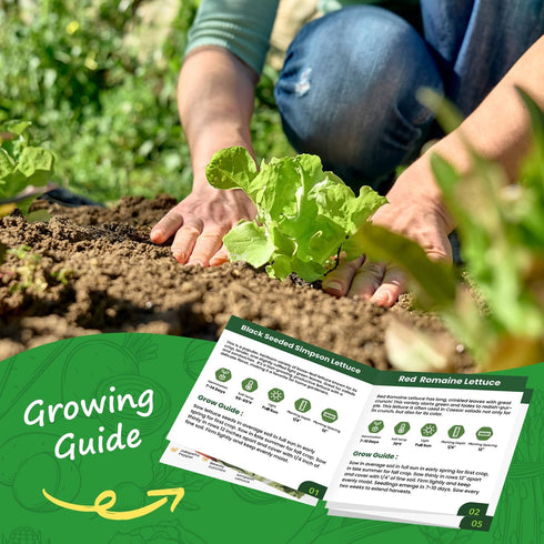 5 Heirloom Lettuce Seeds - Varieties, Non-GMO Seeds for Planting - Black Seeded Simpson, Iceberg, Buttercrunch, Parris