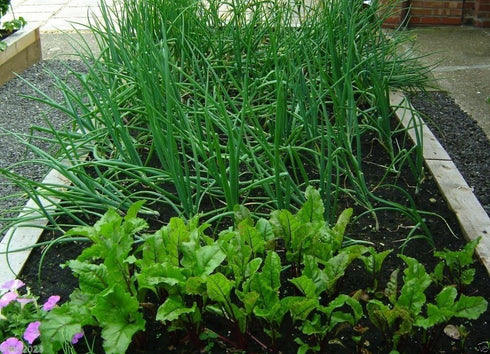 1000 Summer/fall Scallion Seeds, A.k.a Green Onion, Spring Onion. Grow Spring/ Late