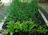 1000 Summer/fall Scallion Seeds, A.k.a Green Onion, Spring Onion. Grow Spring/ Late