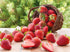 Ficoszo Pack 6 Mulberry (600pcs) Fruit Seeds Combo - Types, Strawberry Raspberry Apple Orange Blueberry Seeds, Non-GMO
