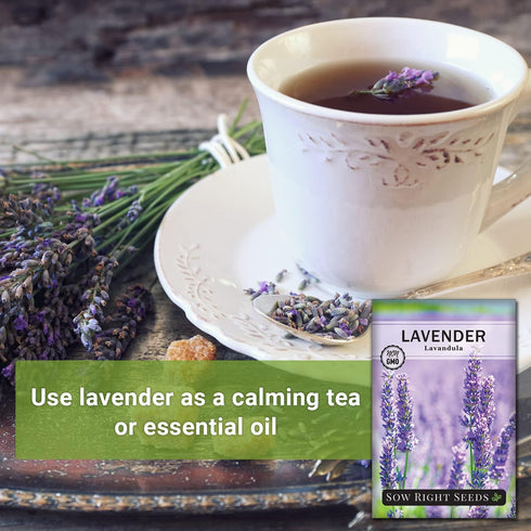 Packet (1) Sow Right Seeds - English Lavender Seeds for Planting - Non-GMO Heirloom with Instructions to Grow Beautiful