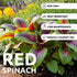 500+ Red Spinach Seeds for Planting - Seeds - Very Healthy Chinese Amaranth Spinach - Fast-Growing, Nutritious