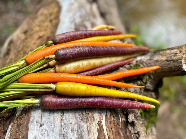 Carrot Mix of 6 Colorful Varieties About 80 Seeds for Planting
