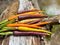 Carrot Mix of 6 Colorful Varieties About 80 Seeds for Planting