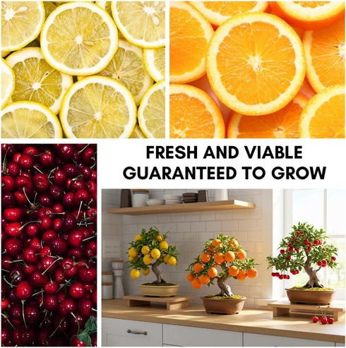 150+ 50+ /50+ /50+ (3 Packs) Dwarf Bonsai Fruit Tree Seeds for Planting, Lemon Tree Seeds Cherry Tree Seeds Orange Tree