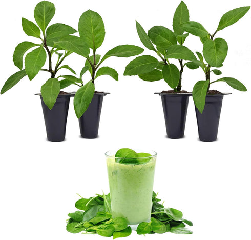 Longevity Spinach Plant (4 Pack) | Real Live Vegetable Plant for Sale