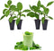 Longevity Spinach Plant (4 Pack) | Real Live Vegetable Plant for Sale