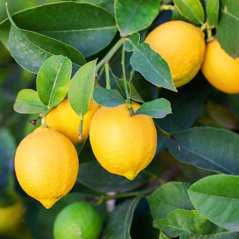 40PCS 10PCS 10 Mixed Fruit Seeds for Planting - Lemon Orange Apple Passion Fruit Blueberry PCS Cherry - Non GMO Fresh