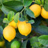40PCS 10PCS 10 Mixed Fruit Seeds for Planting - Lemon Orange Apple Passion Fruit Blueberry PCS Cherry - Non GMO Fresh