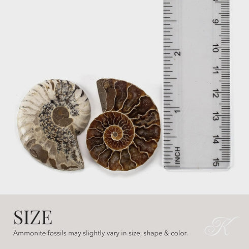 KALIFANO Extinct Natural Polished Ammonite Shell Pair, Fossil Stone from Madagascar