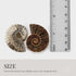 KALIFANO Extinct Natural Polished Ammonite Shell Pair, Fossil Stone from Madagascar