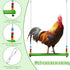 Gejoy 6 Pieces Chicken Toys for Coop Accessries Wooden Stand Mirror with Bells Coop Swing Veggies Fruit Skewer